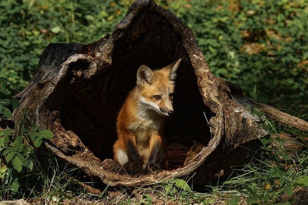 Red Fox kit-Vulpes Vulpes Captive